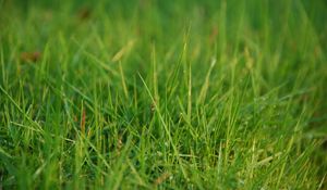 Preview wallpaper grass, greens, dew, drops, macro