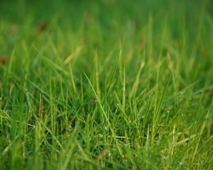 Preview wallpaper grass, greens, dew, drops, macro