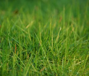 Preview wallpaper grass, greens, dew, drops, macro