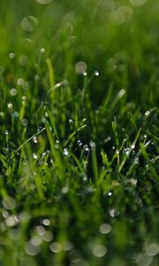 Preview wallpaper grass, greens, dew, drops, macro, green