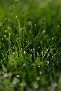 Preview wallpaper grass, greens, dew, drops, macro, green