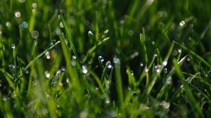 Preview wallpaper grass, greens, dew, drops, macro, green