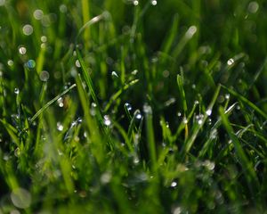 Preview wallpaper grass, greens, dew, drops, macro, green