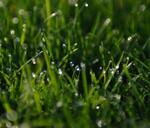 Preview wallpaper grass, greens, dew, drops, macro, green