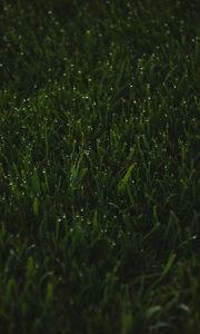 Preview wallpaper grass, greens, drops, wet, macro