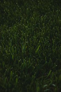 Preview wallpaper grass, greens, drops, wet, macro