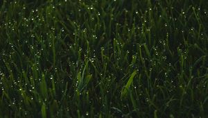 Preview wallpaper grass, greens, drops, wet, macro