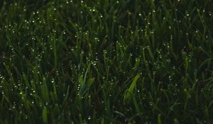 Preview wallpaper grass, greens, drops, wet, macro