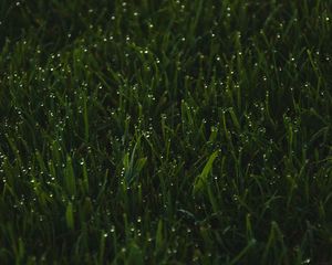 Preview wallpaper grass, greens, drops, wet, macro