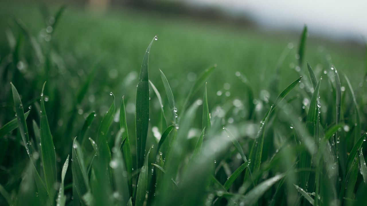 Wallpaper grass, greens, drops, dew, macro