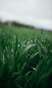 Preview wallpaper grass, greens, drops, dew, macro