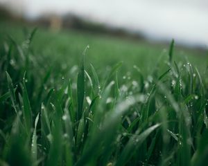 Preview wallpaper grass, greens, drops, dew, macro