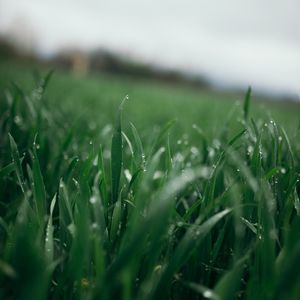 Preview wallpaper grass, greens, drops, dew, macro