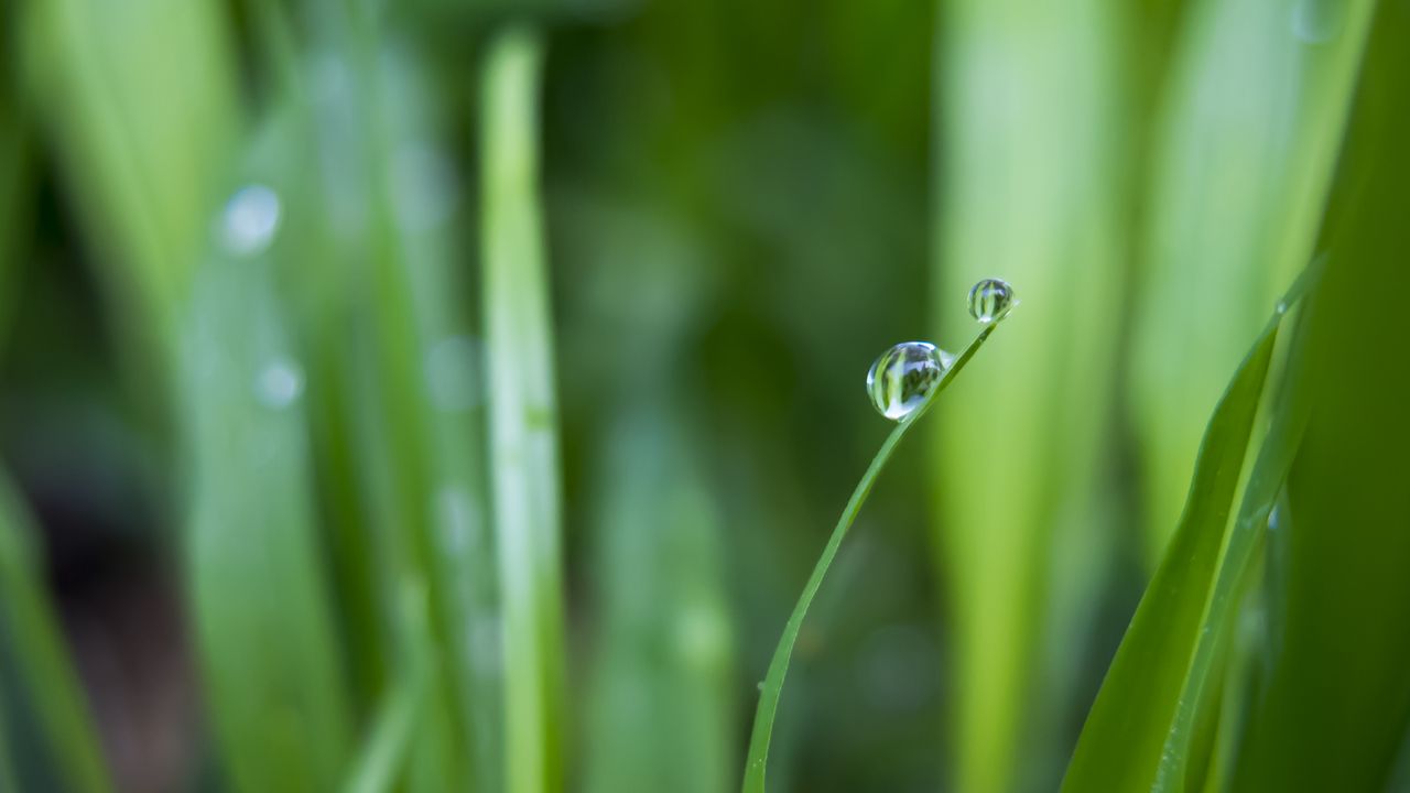 Wallpaper grass, greens, drops, water, macro