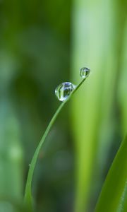 Preview wallpaper grass, greens, drops, water, macro