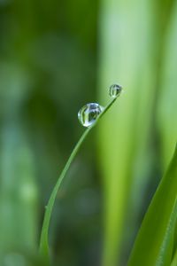 Preview wallpaper grass, greens, drops, water, macro