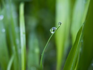 Preview wallpaper grass, greens, drops, water, macro