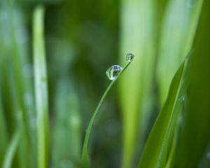 Preview wallpaper grass, greens, drops, water, macro