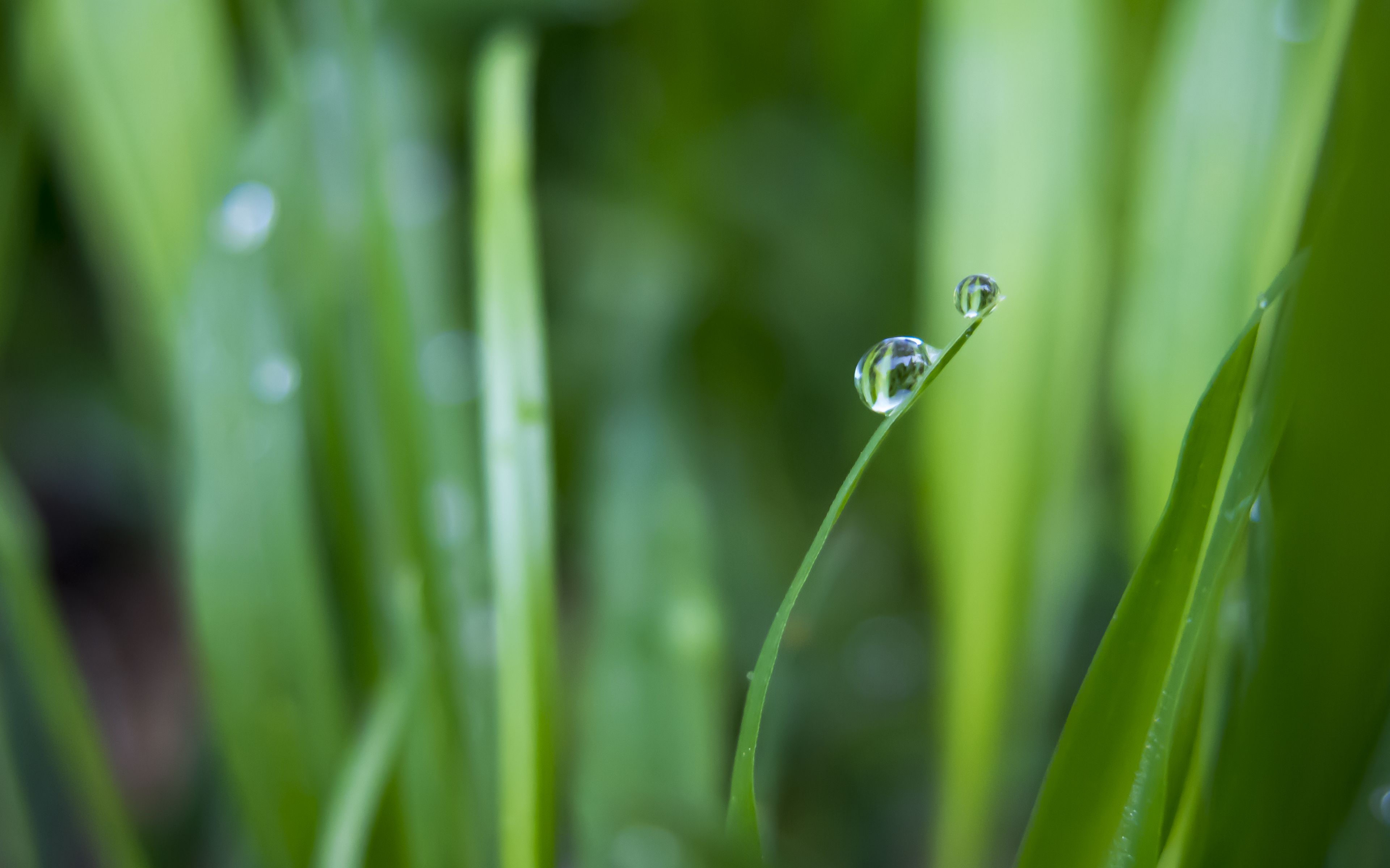 Download wallpaper 3840x2400 grass, greens, drops, water, macro 4k ...