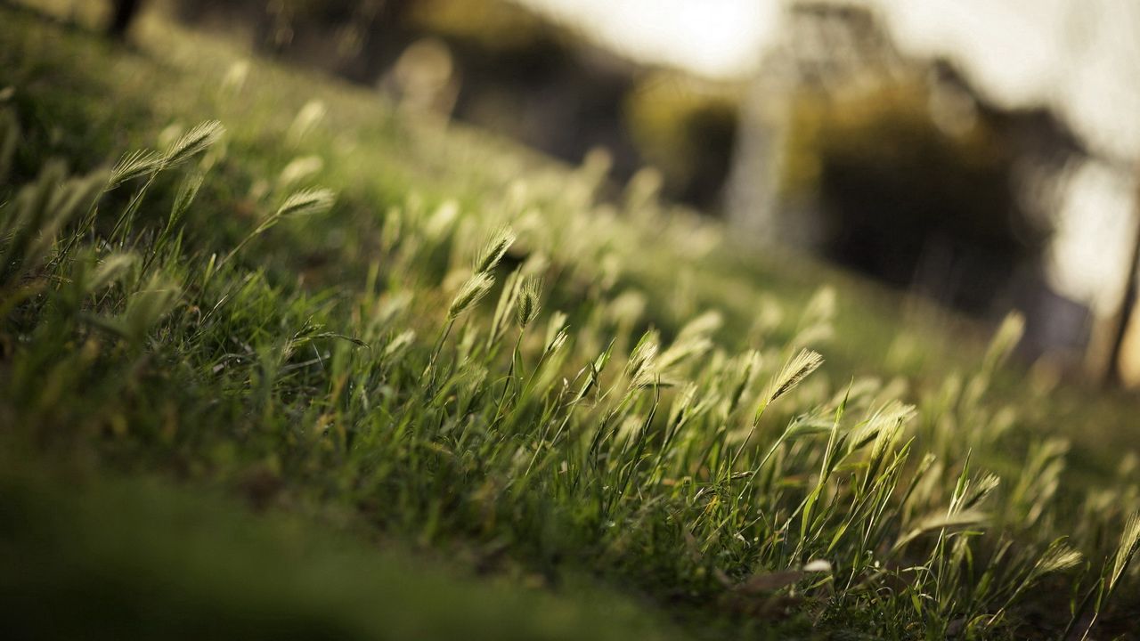 Wallpaper grass, greens, field