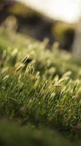Preview wallpaper grass, greens, field