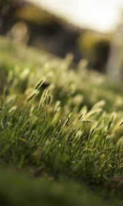 Preview wallpaper grass, greens, field