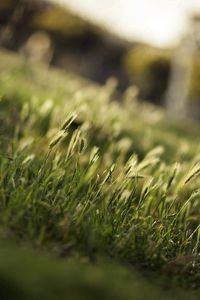 Preview wallpaper grass, greens, field