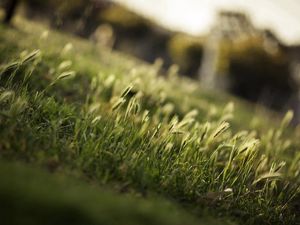 Preview wallpaper grass, greens, field