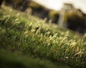 Preview wallpaper grass, greens, field