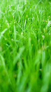 Preview wallpaper grass, greens, nature, green, macro