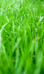 Preview wallpaper grass, greens, nature, green, macro