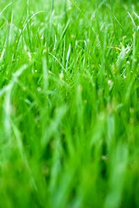 Preview wallpaper grass, greens, nature, green, macro