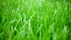 Preview wallpaper grass, greens, nature, green, macro