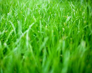 Preview wallpaper grass, greens, nature, green, macro