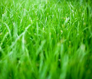 Preview wallpaper grass, greens, nature, green, macro