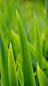 Preview wallpaper grass, greens, plant