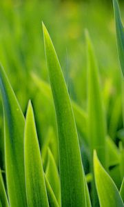 Preview wallpaper grass, greens, plant