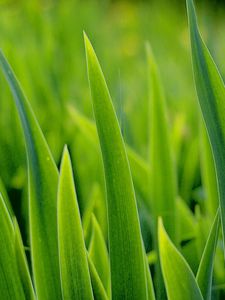 Preview wallpaper grass, greens, plant