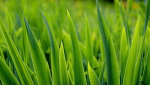 Preview wallpaper grass, greens, plant