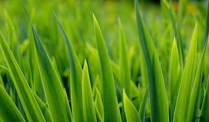 Preview wallpaper grass, greens, plant