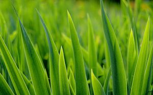 Preview wallpaper grass, greens, plant