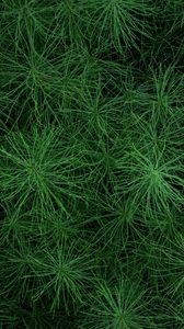 Preview wallpaper grass, greens, plant