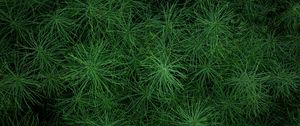 Preview wallpaper grass, greens, plant