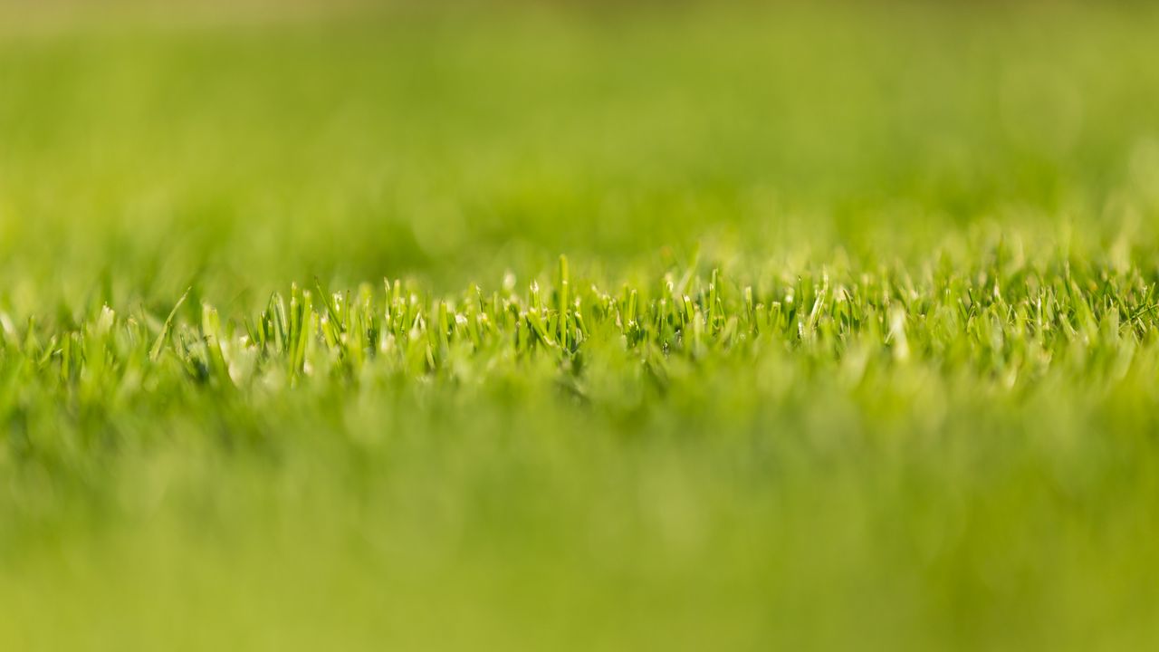 Wallpaper grass, greens, plant, macro, green