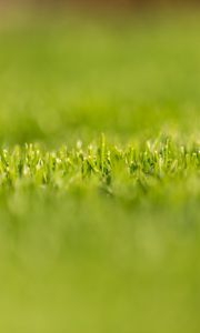 Preview wallpaper grass, greens, plant, macro, green