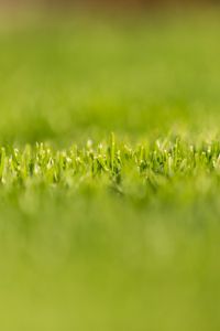 Preview wallpaper grass, greens, plant, macro, green