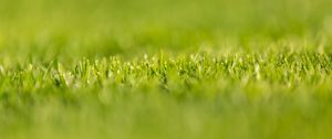 Preview wallpaper grass, greens, plant, macro, green