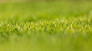 Preview wallpaper grass, greens, plant, macro, green