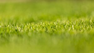 Preview wallpaper grass, greens, plant, macro, green