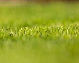 Preview wallpaper grass, greens, plant, macro, green